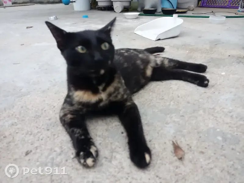 ¡Ayuda a encontrar a Carey, gatita perdida! - photo