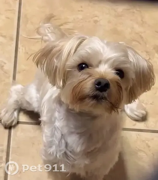 Lost Dog Milo: Last Seen on Oak Park St. - photo