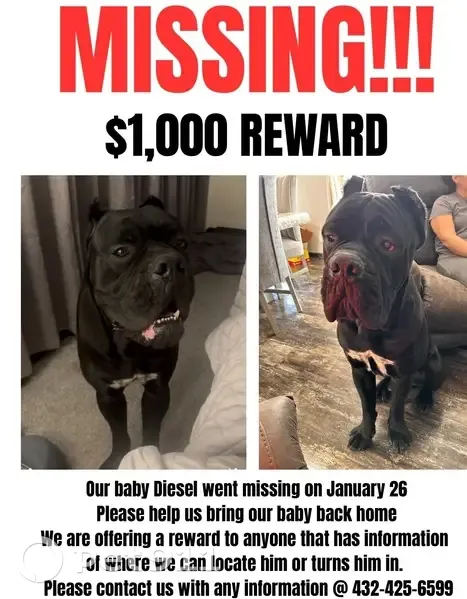Lost Cane Corso: Sweet & Huge, Midland - photo