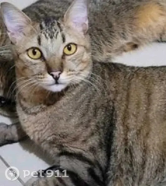 gato desaparecida - photo