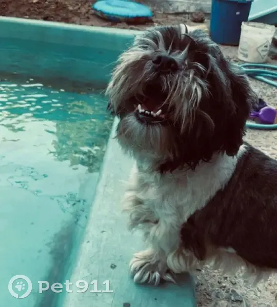 Cachorro perdido - photo