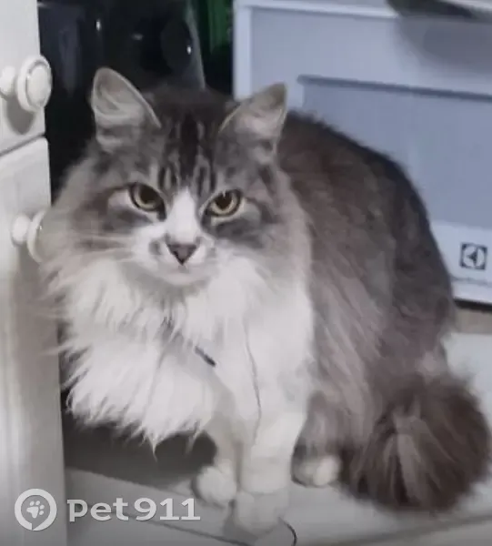 gato desaparecida - photo