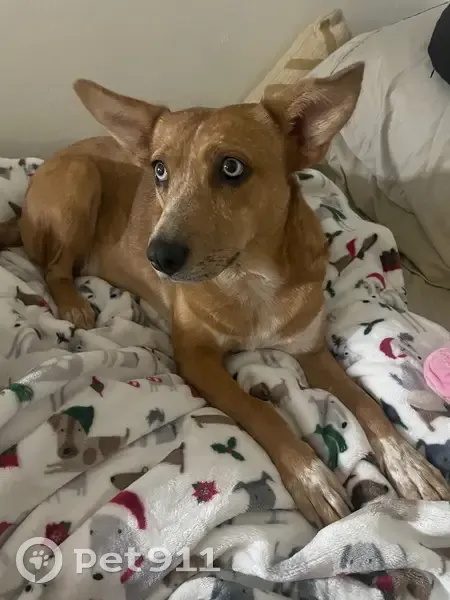 Lost Cattle Dog: East Minnezona Ave - photo