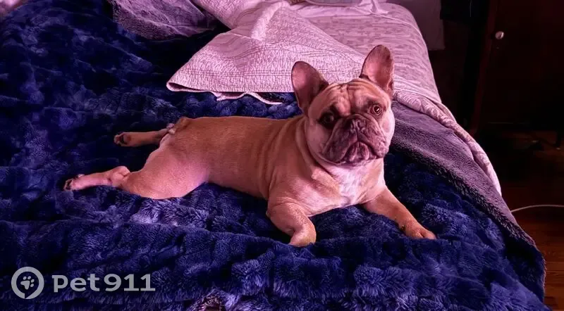 Lost Dog: Friendly, Snorts, Carrollton - photo