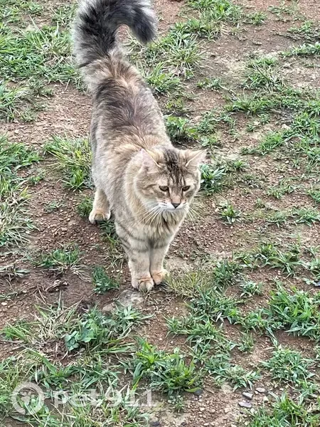 Friendly Long-Haired Cat Lost on Huttle Rd - photo