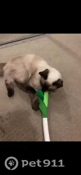 Help Find Kitkat: Fluffy, Blue-Eyed Cat - photo