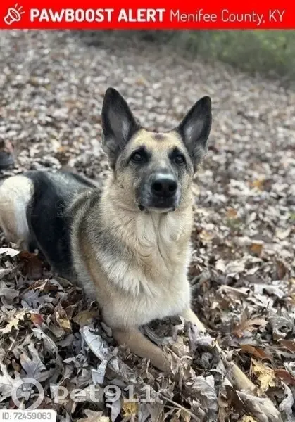 Lost Dog in Kentucky: Help Find Wellington - photo