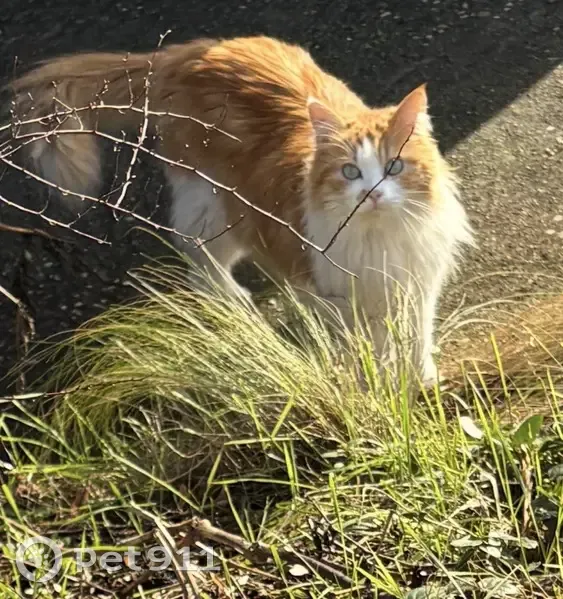 Chat Sibérien blanc/roux trouvé à Lyon - photo