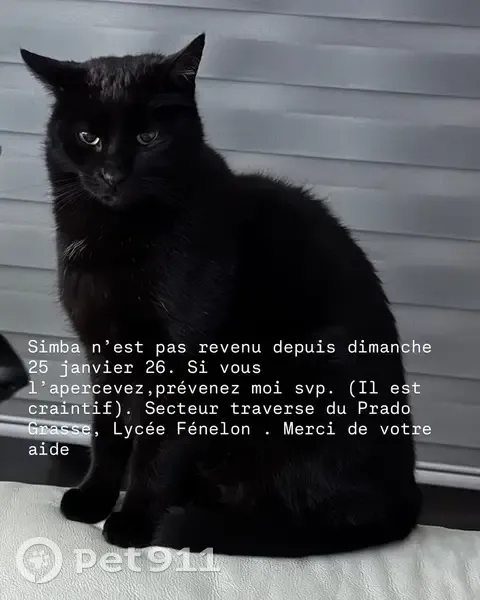 Recherche Simba, chat noir perdu à Grasse - photo