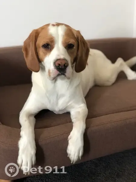 Friendly Lost Dog: White & Brown in Victoria - photo