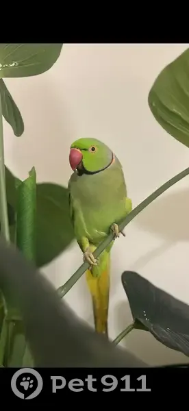 Missing: Green Parrot, Northern Beaches - photo