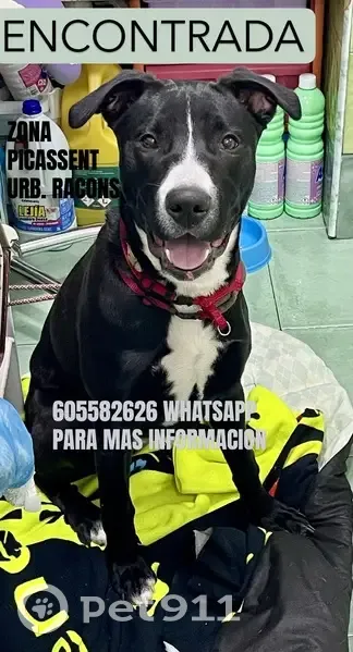 Perra joven encontrada: busca su hogar - photo