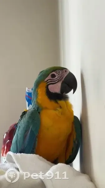 Lost Macaw on Donald St, Georges River - photo