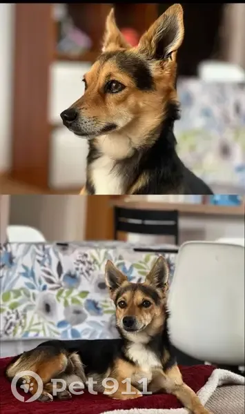 Buscamos Hogar para Perrito Rescatado en Lorca - photo