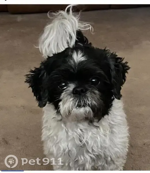 Missing Dog: Baxter Last Seen in Fontana - photo