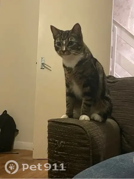 Lost Tabby Cat Loki: Friendly & Nearby! - photo