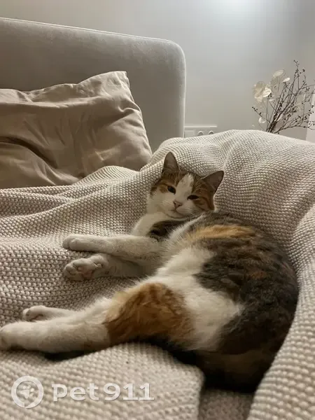 Зникла стерилізована кішка на Пекарській - photo