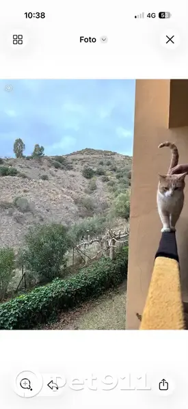 Gato Perdido en Calahonda: Muy Cariñoso y Hablador - photo