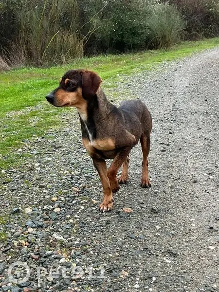 Perro Perdido en La Balastrera, Niebla - photo