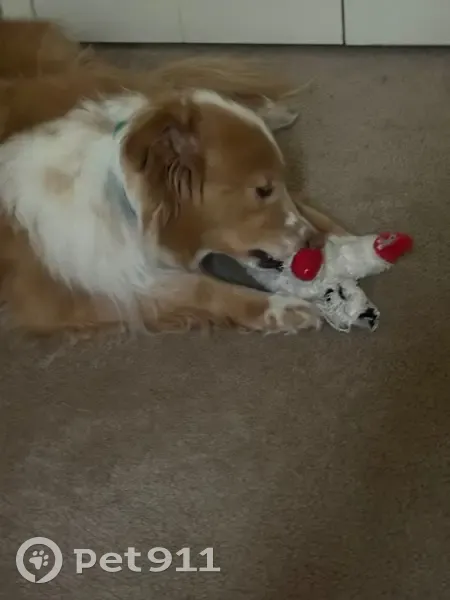 Lost Brown Dog: Anxious, Needs Meds - photo