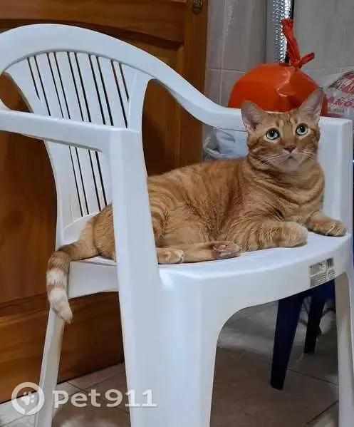 ¡Gato Naranja Perdido en Calle Chile 41! - photo