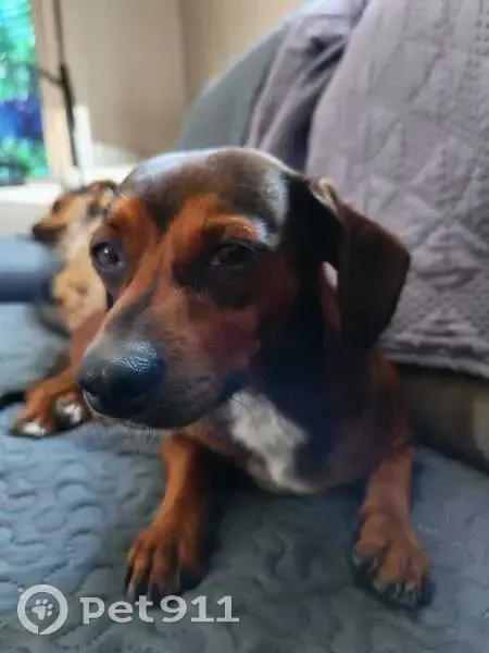 Lost: Brown Dachshund Cross Near Retail - photo