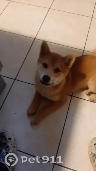 Shiba Inu perdue, collier vert, Domfront - photo