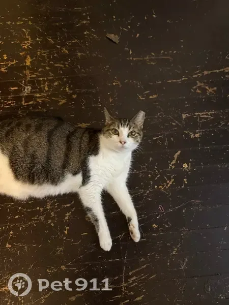 Lost Cat: Gray Collar, Huge Bug Eyes - photo