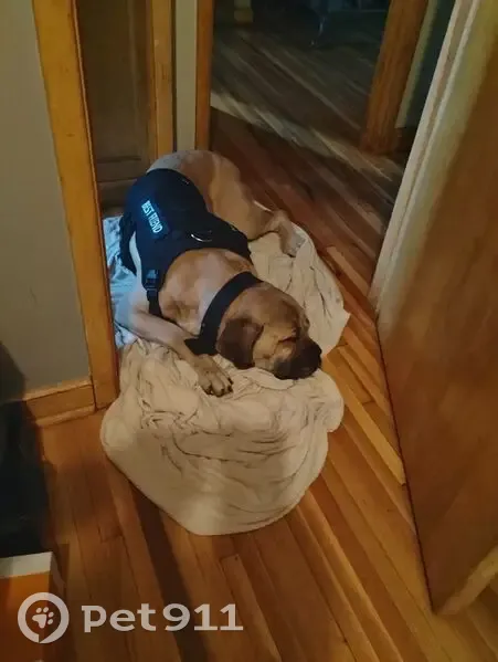 Lost Dog in Hinckley: Tan, No Tail - photo