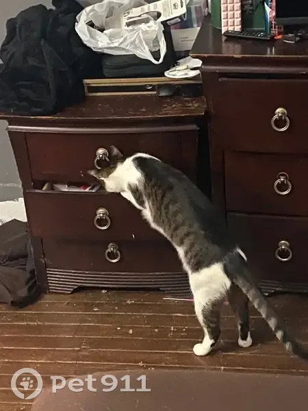 Lost Brown Tabby: Help Find Our Curious Cat! - photo