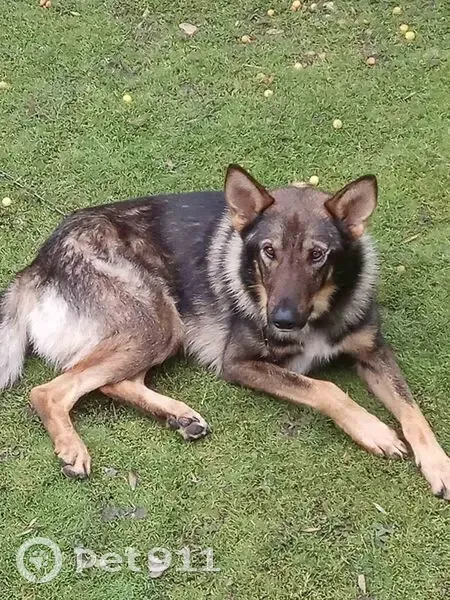 Зникла напіввівчарка: зелений ошийник - photo