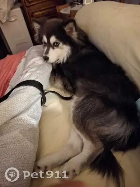 Chienne Pomsky perdue à Noisy-le-Grand - photo