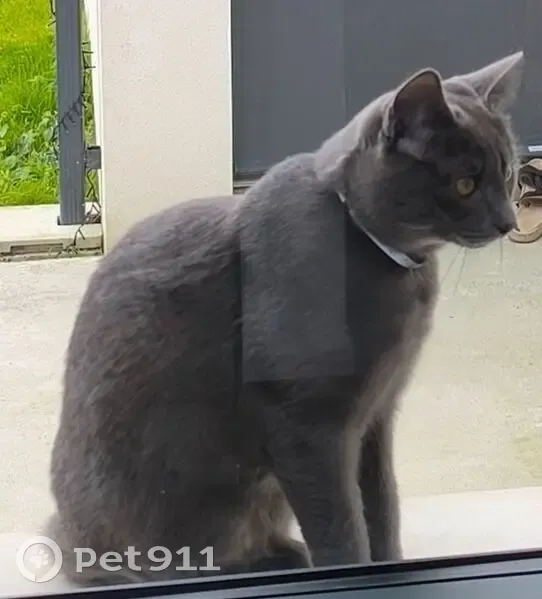 Chat perdu : Gris bleu, pucé, Le Thou - photo
