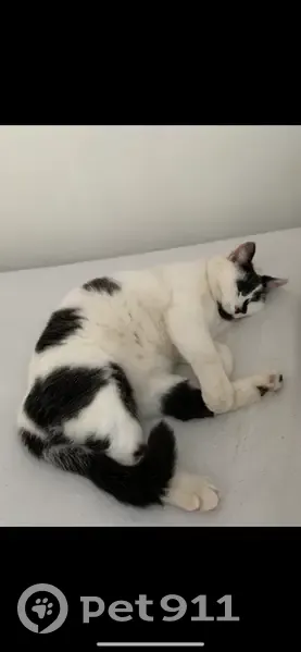 Lost: Friendly 12-Year-Old White Cat - photo