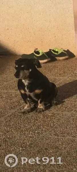 Perro perdido: ciego y necesita medicación - photo