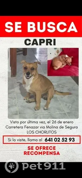 ¡Perro perdido en El Fenazar, Murcia! - photo