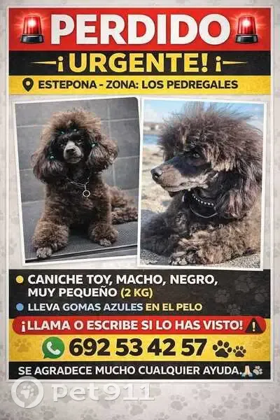 ¡Ayuda! Caniche Toy Negro Perdido en Estepona - photo