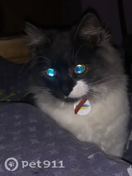 Зникла кішка на Центральній вулиці, Шкло - photo