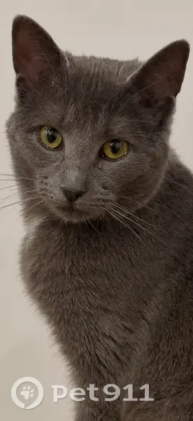 Chatte grise perdue à Étaules - photo