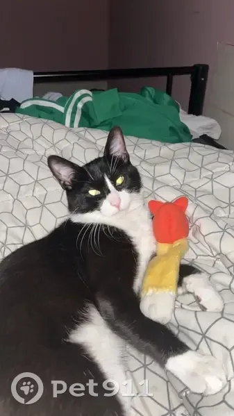 Chat noir et blanc perdu à Calais - photo