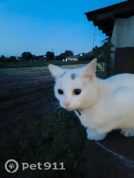 Зникла кішка на вул. Шевченка, Варковичі - photo