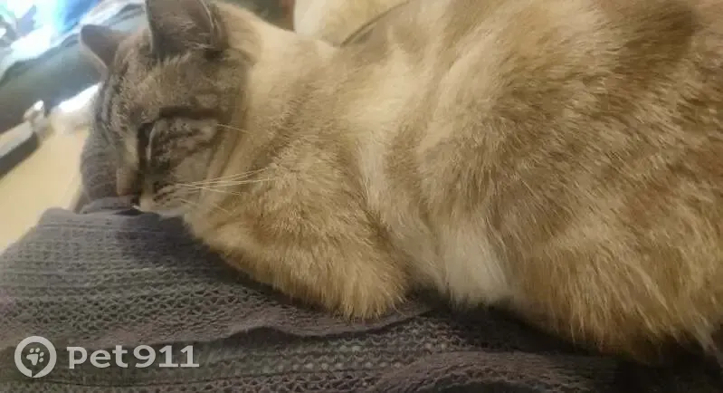 Chat siamois Topi perdu à Talence - photo