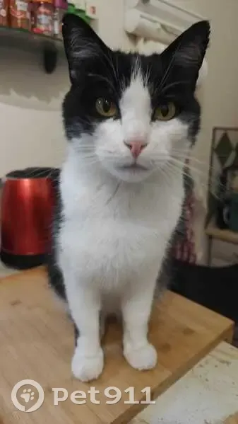 Chat mâle castré perdu, patte rasée - photo