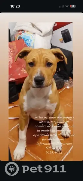 Perra Perdida: Marrón con Manchas Blancas - photo