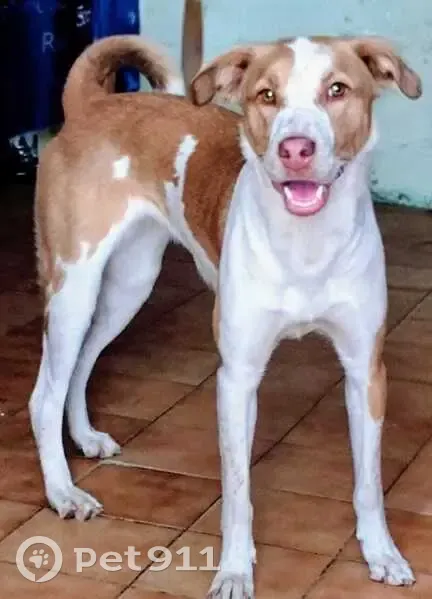 Perro Perdido: Frida, Canela y Blanco, CDMX - photo
