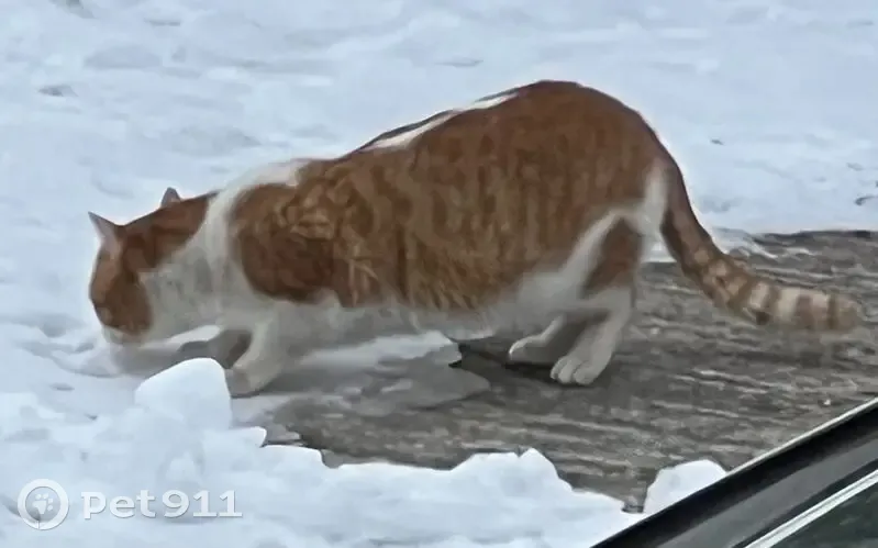 Found: Elusive White & Gold Cat in Charleston - photo