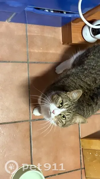 Chat blanc et gris trouvé à Tarragone - photo