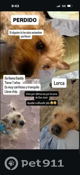 Terrier Cariñoso Perdido en Lorca - photo
