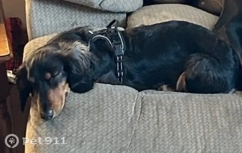 Lost Mini Dachshund 
