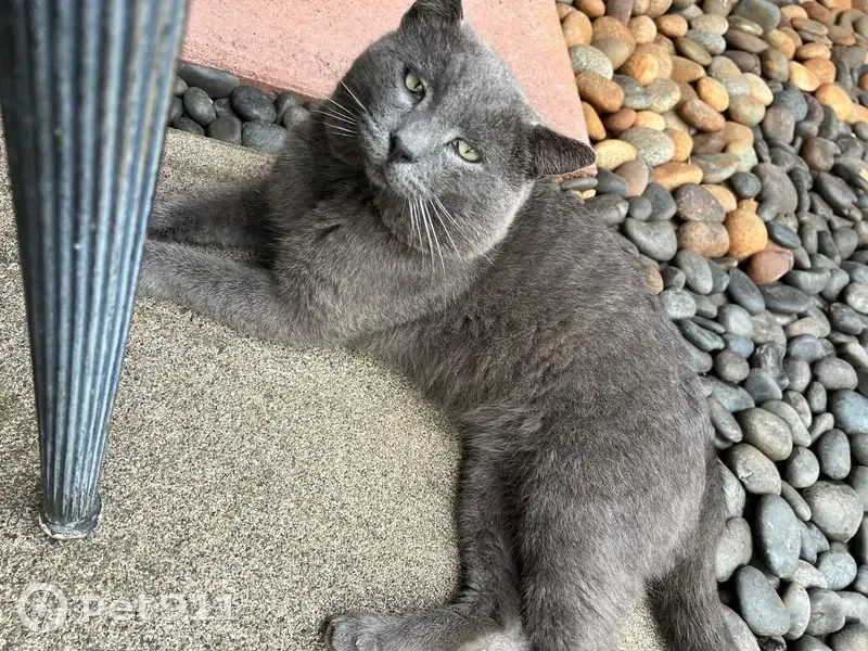 Lost Russian Blue Cat in Royal Kunia - photo